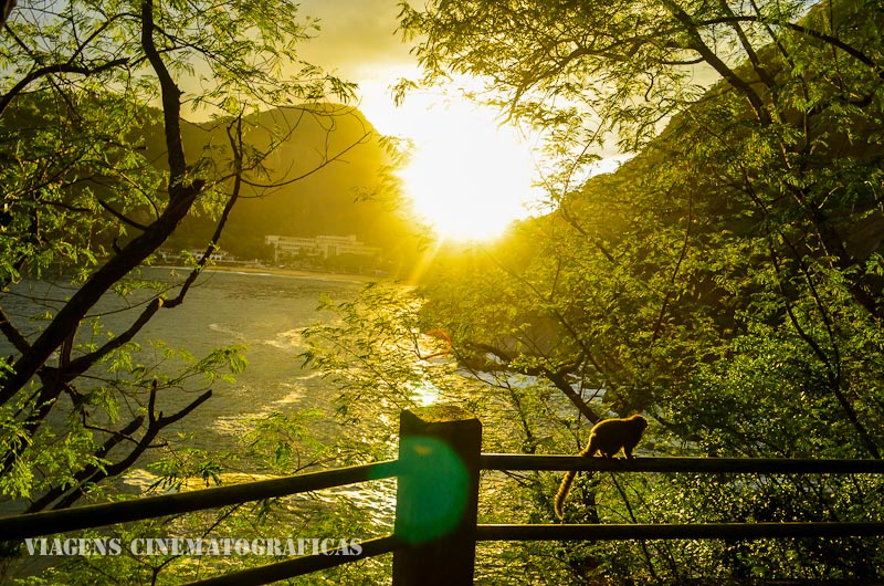 Aves e Árvores: Visita à Pista Claudio Coutinho no Morro da Urca (RJ): paraíso do Tiê-Sangue e outras aves
