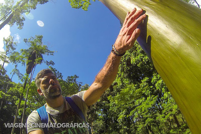 Jardim Botânico: Lugares Imperdíveis para Conhecer no Rio de Janeiro