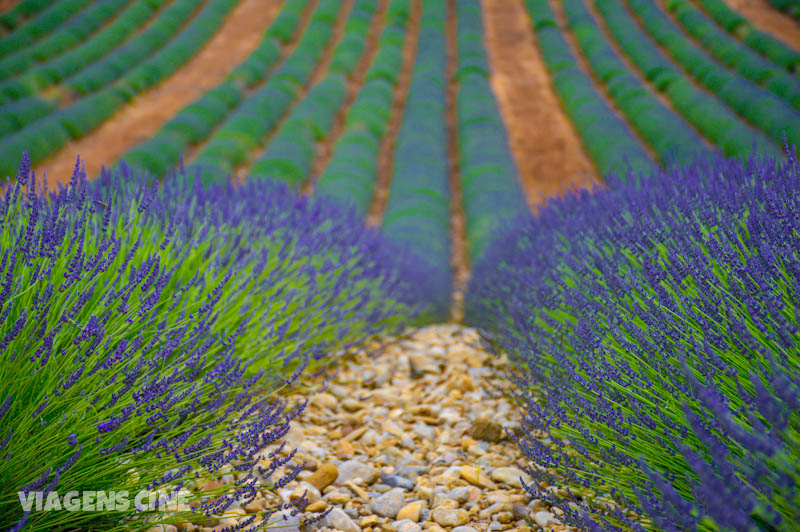 Estar no meio das plantações da Provence, como a de lavanda, é um espetáculo