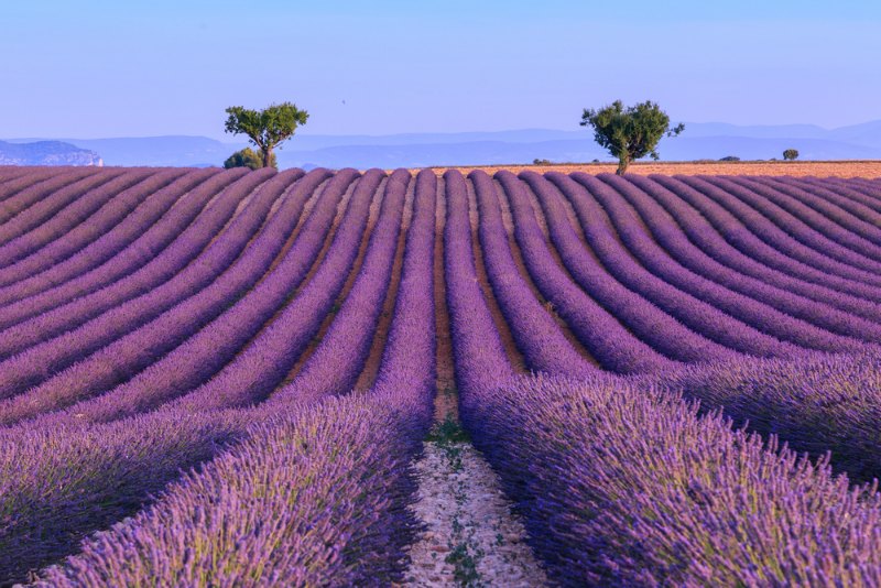 Florecer de lavandas no ápice do verão. Foto: Shutterstock.com