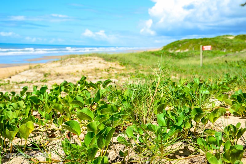 Ilha Praia de Guriri Espírito Santo