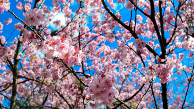 Hanami A Beleza do Festival das Cerejeiras no Parque do Carmo SP