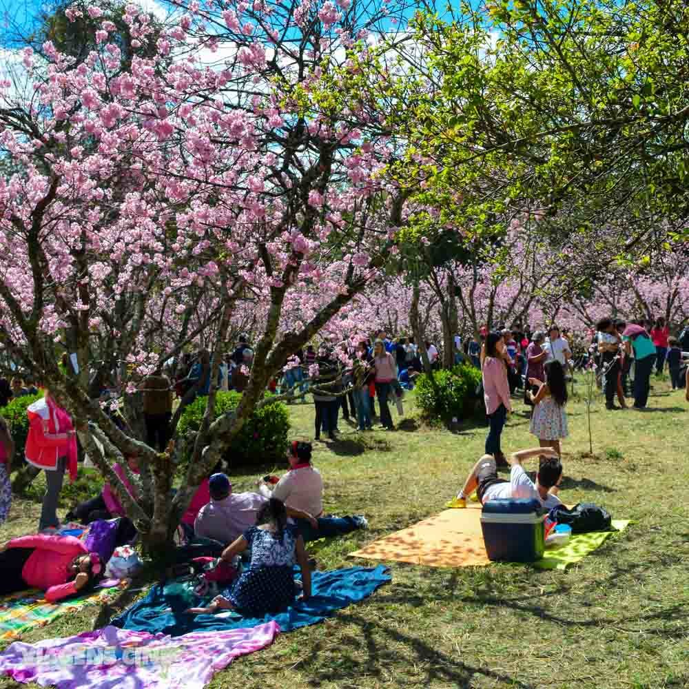 Hanami A Beleza do Festival das Cerejeiras no Parque do Carmo SP