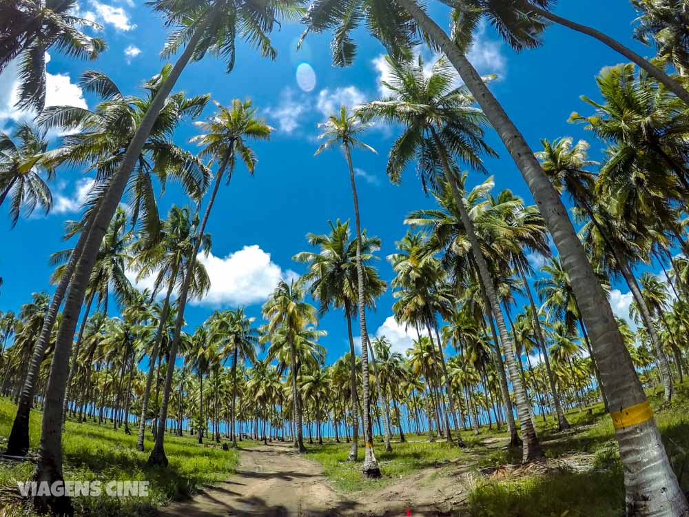 O que fazer em Porto de Pedras: Praia do Patacho e Peixe-Boi - Alagoas