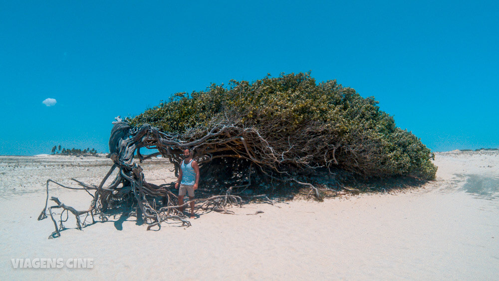 Jericoacoara: Lagoa do Paraíso e Árvore da Preguiça – Passeio Litoral Leste