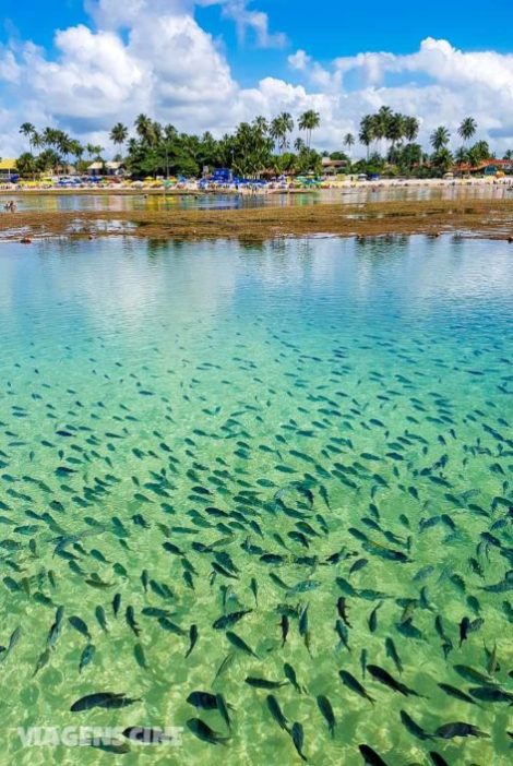 7 Melhores Destinos de Ecoturismo - Porto de Galinhas e Maragogi, Costa dos Corais