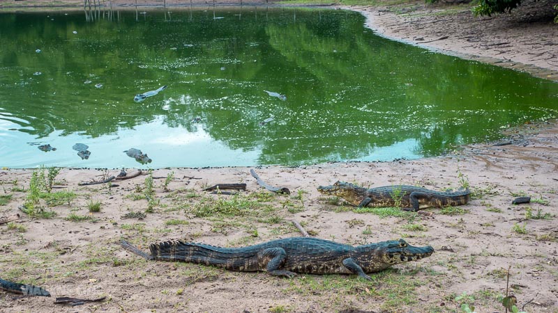 G1 - No Pantanal de MS, cavalgada entre fazendas pode durar até uma semana  - notícias em Mato Grosso do Sul