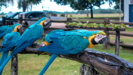 O que fazer no Pantanal MS: Roteiro de Viagem com Bonito